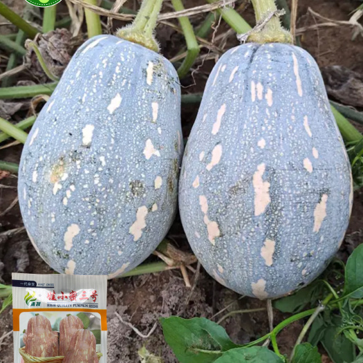 QQ南瓜种子娃小密三号南瓜品种瓜形标准基地播种