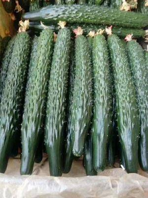 寿光市黄瓜种苗全雌强雌品种 早春德瑞特黄瓜苗 抗病 根系发达