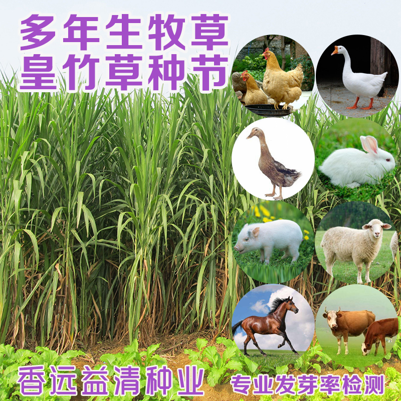 罗甸县皇竹草种子  皇竹草种节包邮现砍现发包邮多年生高产牧草多次收