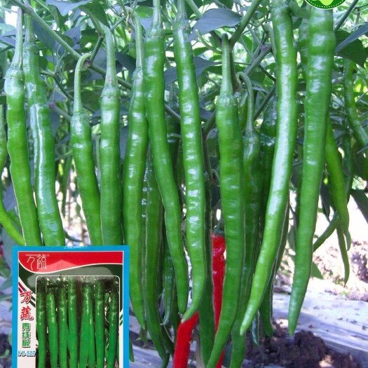 线椒种子顺直万蔬青线椒种子中熟基地品种