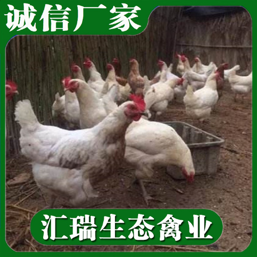 长沙粉壳蛋鸡苗