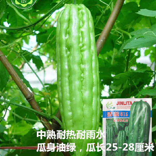 长沙苦瓜种子中熟清蔬615油绿苦瓜王种子夏季秋季