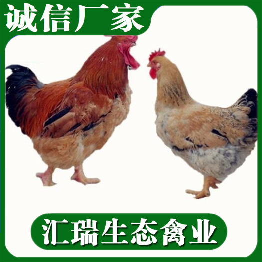 衡阳县慢羽肉鸡苗/K9鸡苗批发