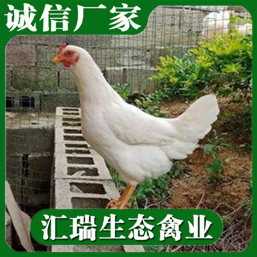 专业生产销售优质蛋鸡苗