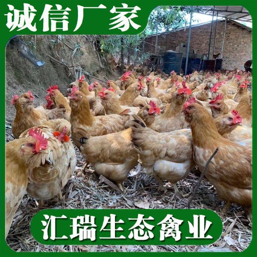 衡阳县胡须鸡苗/三黄胡须鸡苗/龙门胡须鸡苗/品种纯正