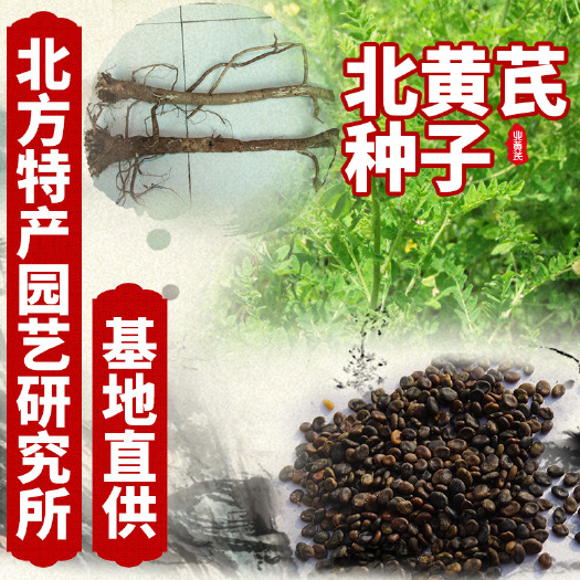 通化县黄芪种子 出售东北棉黄芪种子即北芪种子 提供种植技术资料
