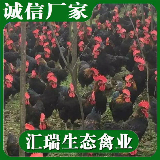 长沙肉鸡苗  企业良凤花鸡苗/快大黑公鸡苗/量大价优