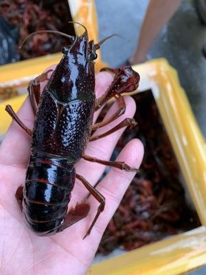 佛山 江苏小龙虾，自家小龙虾自销工厂直销批发
