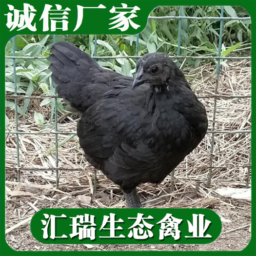 衡阳县孵化基地厂家直销五黑鸡苗母鸡苗出壳疫苗