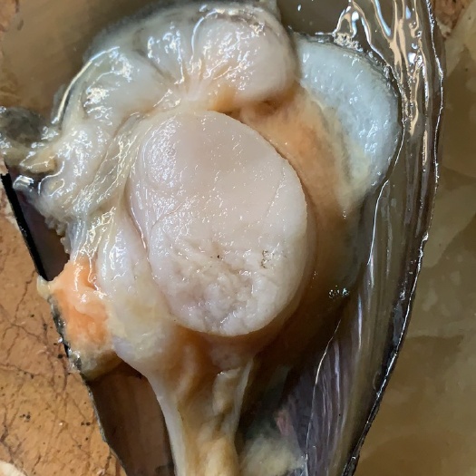 广州带子 美味鲜甜带子 肉饱满润滑 一手货源 产地直供