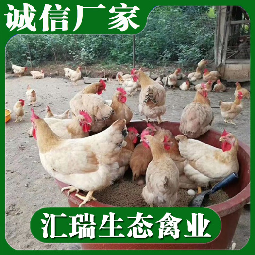 衡阳县 三黄鸡苗/改良三黄鸡苗/品种纯正量大价优