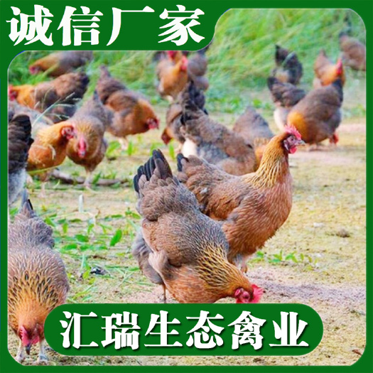 衡阳县适合生态放养广东清远麻鸡苗全年供应