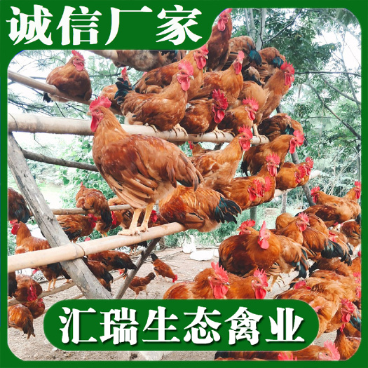 长沙大红公鸡苗/三黄鸡苗批发细脚高腿