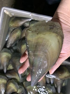 佛山新鲜肥肉海鲜带子 蒜蓉粉丝带子 一手货源 原产地直销价
