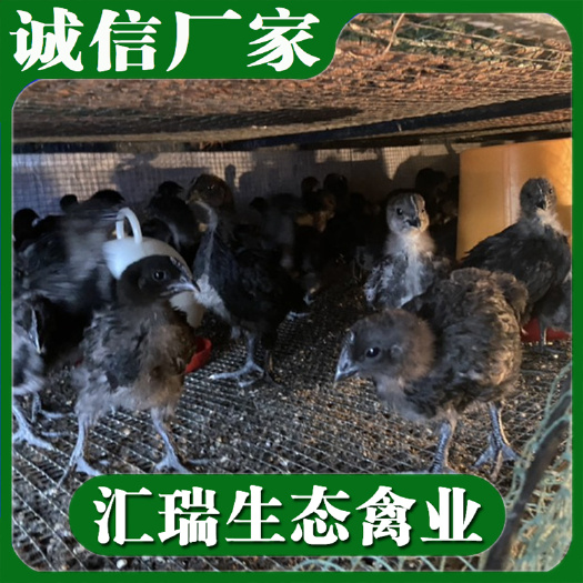 衡阳县适合放养优质五黑鸡苗批发提供养殖技术