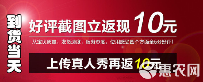 批发大苗嫩口清远麻鸡苗产地直销