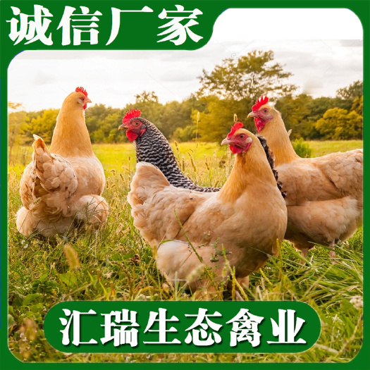 衡阳县肉鸡苗黄土3鸡苗生长速度快品种纯正