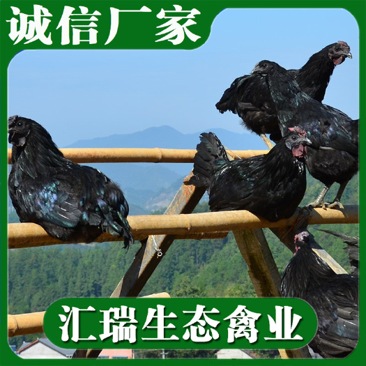 衡阳县乌鸡苗/五黑鸡苗/乌骨乌皮鸡苗/绿壳蛋鸡苗/五黑一绿壳蛋鸡苗