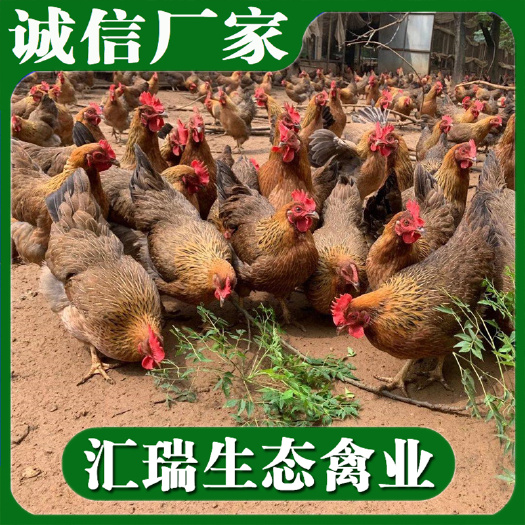 衡阳县批发大苗嫩口清远麻鸡苗产地直销