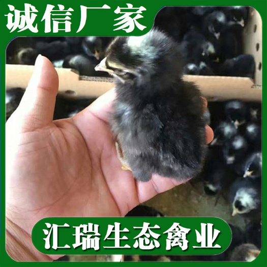 衡阳县全年生产销售纯种芦花鸡苗/脱温芦花鸡苗预订