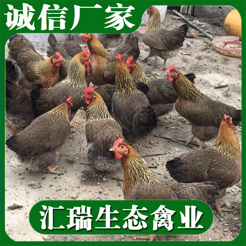 衡阳县专业生产销售肉鸡苗/青脚麻鸡苗/品种纯正