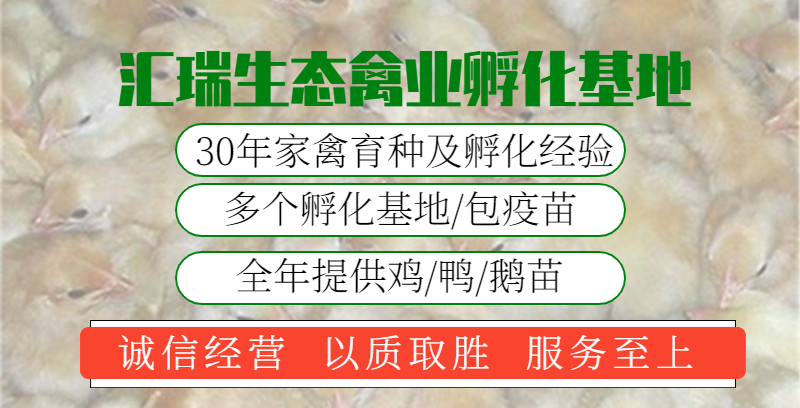 红玉肉鸡苗120天5斤左右耗料少长速快抗病力强