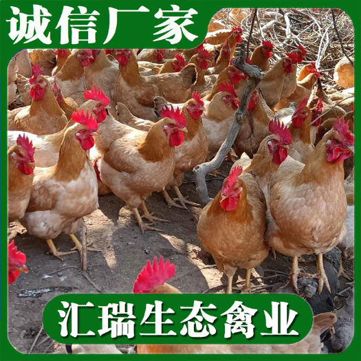 衡阳县 三黄鸡苗/黄土2鸡苗/黄土3鸡苗/全年供应