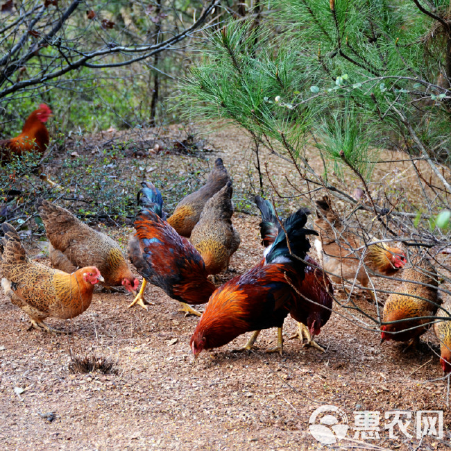 批发大苗嫩口清远麻鸡苗产地直销