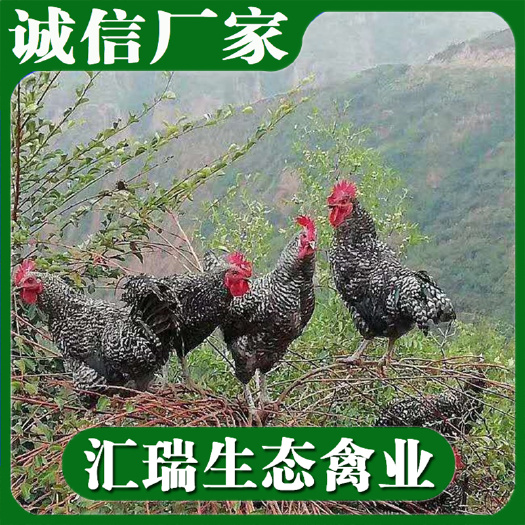 衡阳县纯种优质黑芦花鸡苗全年供应