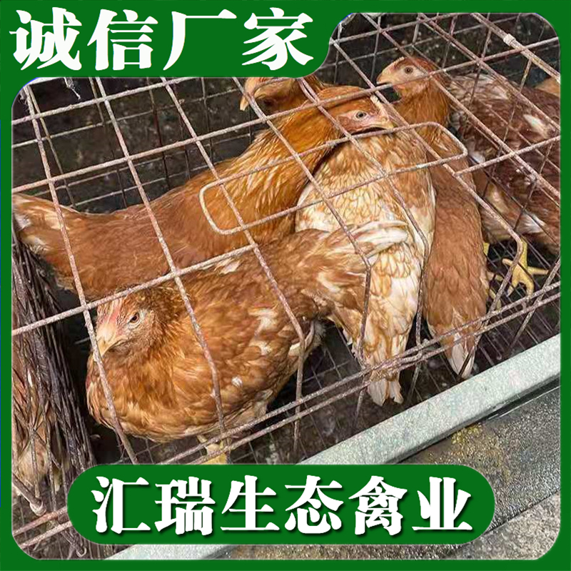 红玉肉鸡苗120天5斤左右耗料少长速快抗病力强