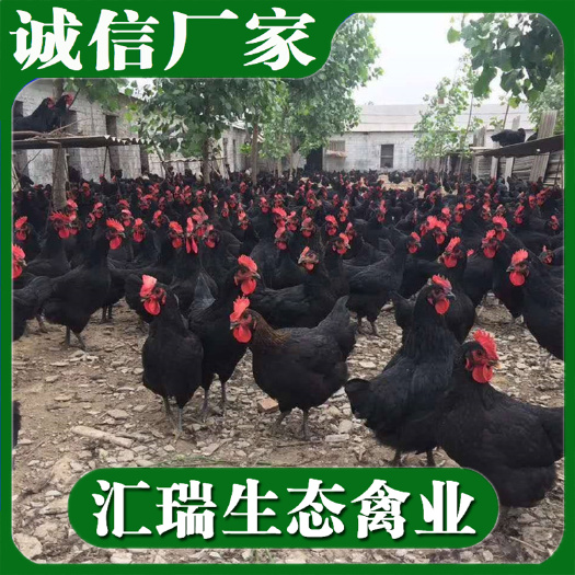 衡阳县产地直销优质黑羽麻羽蛋鸡苗