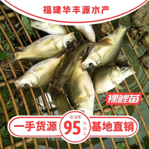 光泽县鲤鱼苗 裸鲤苗批发  产地直销养殖技术指导   一手货源  齐规格