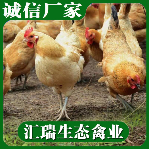 衡阳县 黄羽青脚土鸡苗/黑脚土鸡苗/生态放养鸡苗