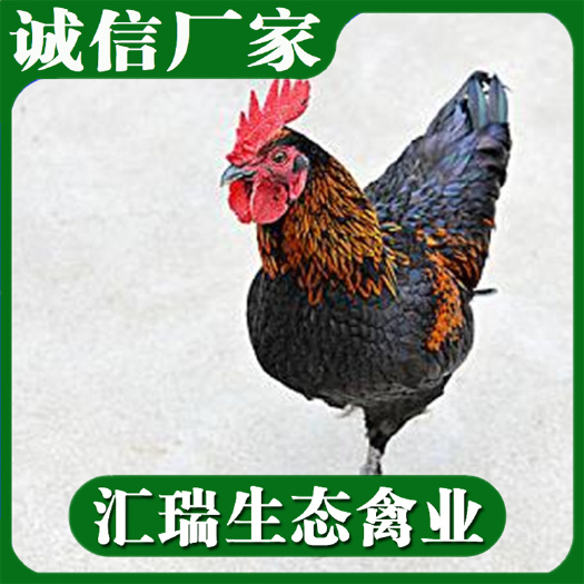 衡阳县 黑土鸡苗/公鸡苗批发/价格优惠