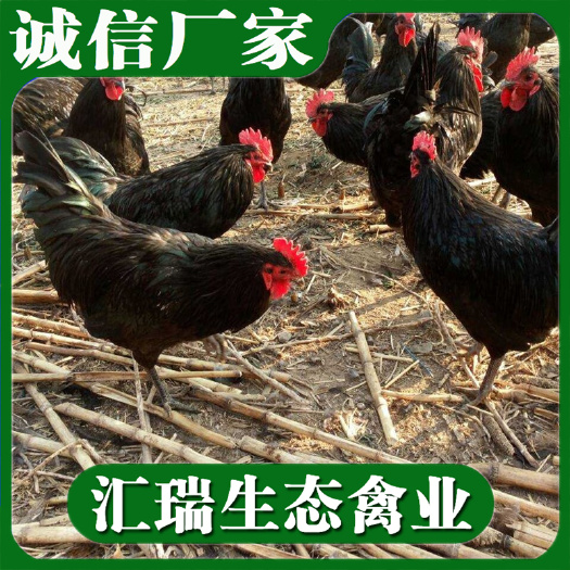 衡阳县 母鸡苗/黑土鸡苗/黑土2鸡苗全年厂价直销