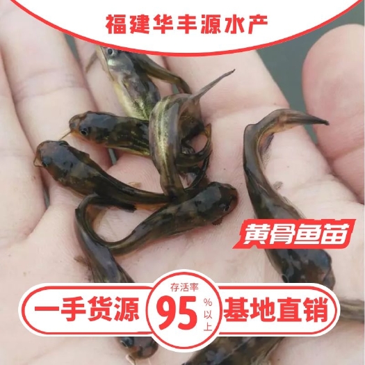 光泽县 黄骨鱼苗批发  产地直销养殖技术指导   一手货源  齐规格