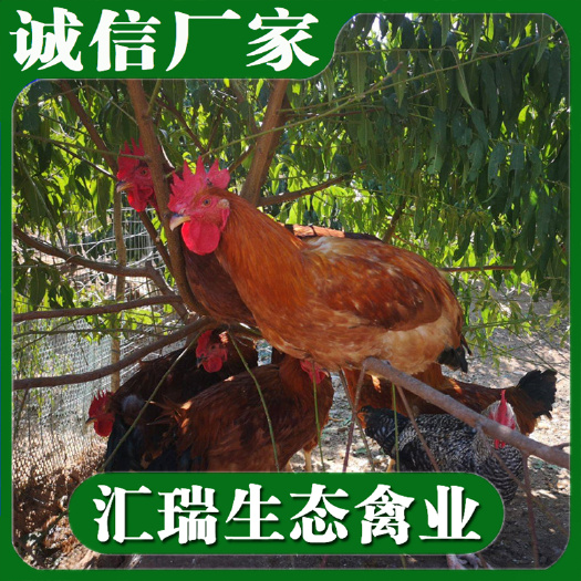 衡阳县土鸡苗 20天左右脱温土公鸡苗批发黄脚红羽公鸡苗