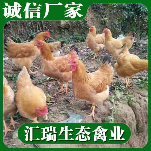 衡阳县 湘黄土鸡苗/黄土1鸡苗/黄土2鸡苗批发