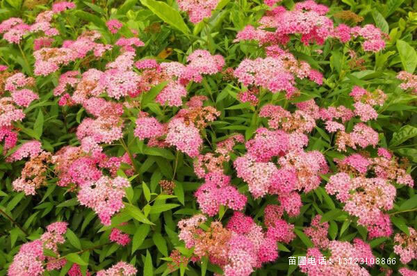长沙 潢川绣线菊/河南绣线菊