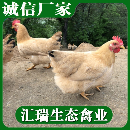 衡阳县三黄鸡苗  衡阳本地土鸡苗/湘黄土鸡苗/改良土鸡苗批发