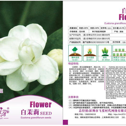 茉莉花种子 白茉莉种子 格拉斯茉莉花 香魂 莫利花 没丽 没利 木梨花