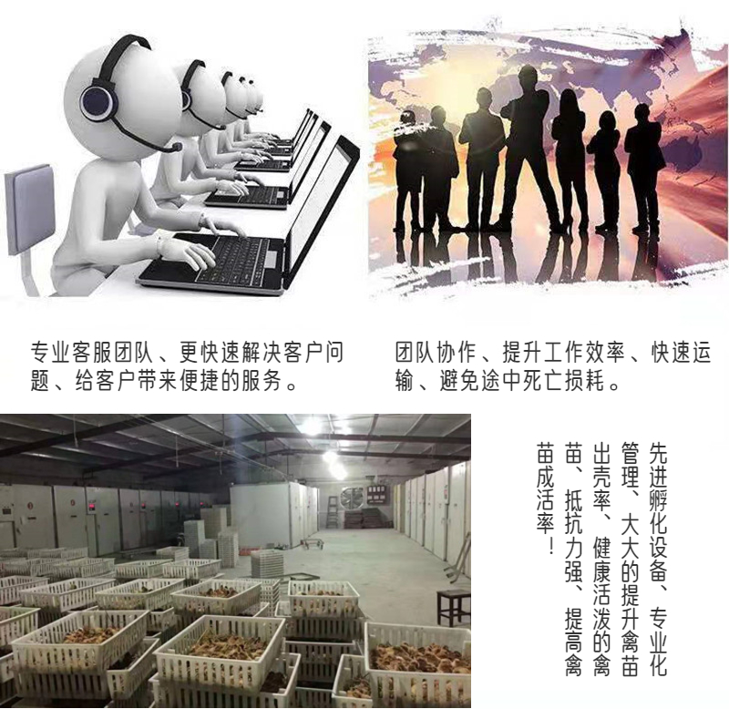  黑土鸡苗/公鸡苗批发/价格优惠