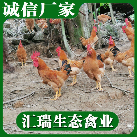 衡阳县 生态放养土鸡苗/三黄土鸡苗/红毛公鸡苗批发