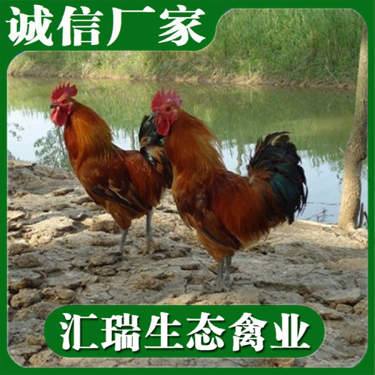 衡阳县 大红公鸡苗/黑脚土鸡苗/适合生态养殖