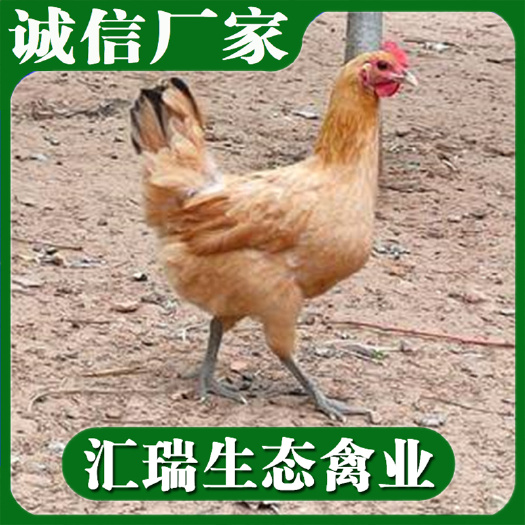 衡阳县 适合生态放养土鸡苗/青脚土鸡苗/黑脚高腿