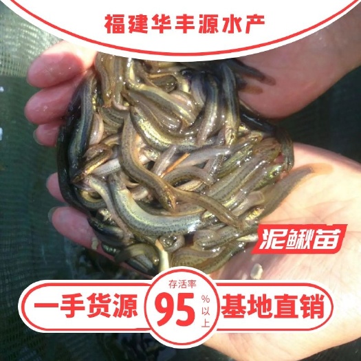 光泽县 泥鳅苗批发  产地直销寸苗    小泥鳅    自孵水花