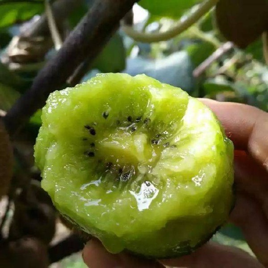 平邑县 徐香猕猴桃苗 嫁接苗 南北方种植 基地直销 量大从优