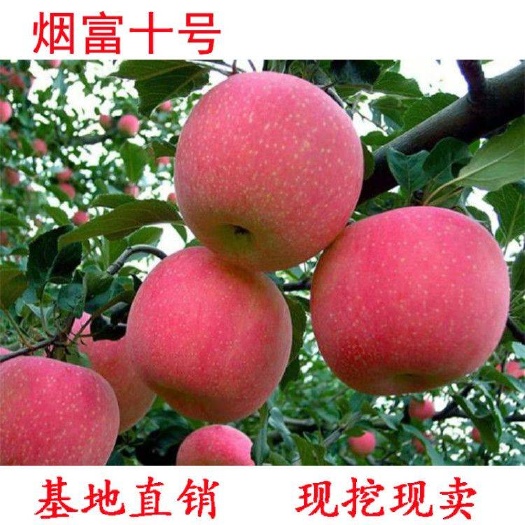 平邑县烟富10苹果苗  烟富10号苹果树苗 地栽果树红富士 基地直销