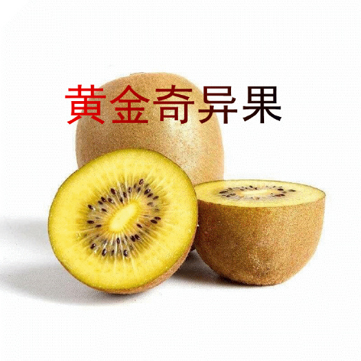 平邑县黄金奇异果苗 黄金奇异果树苗 黄金果猕猴桃苗果树苗 南方北方种植