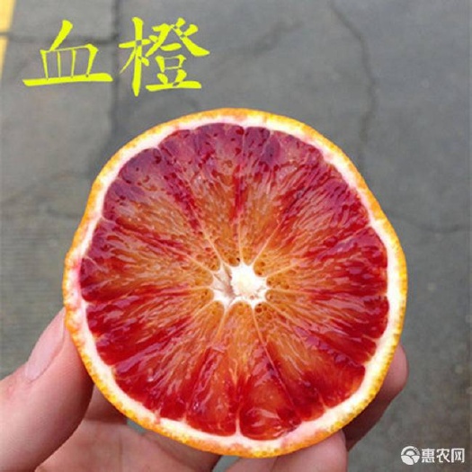 平邑县 玫瑰香橙树苗 玫瑰血橙苗 橙子苗 玫瑰红橙盆栽地栽当年结